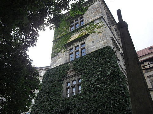 The Windows of Prague